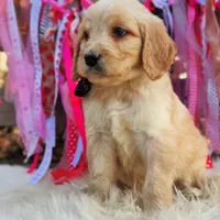 Sally, a female Goldendoodle for sale in Norman, OK – Photo 3 of 3
