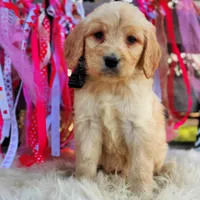Sally, a female Goldendoodle for sale in Norman, OK – Photo 1 of 3