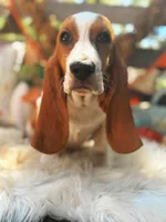 Millie, a female Basset Hound for sale in Norman, OK – 2 of 4