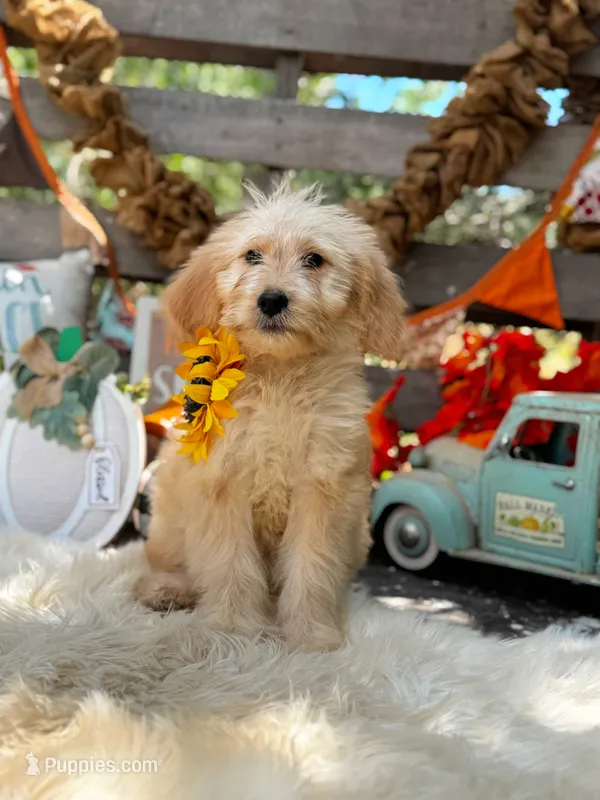 Abby – Goldendoodle puppy for sale in Norman, OK