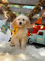 Abby, a female Goldendoodle for sale in Norman, OK – 1 of 3