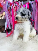 Lola, a female Sheepadoodle for sale in Norman, OK – Photo 1 of 3