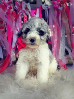 Lola, a female Sheepadoodle for sale in Norman, OK – Photo 2 of 3