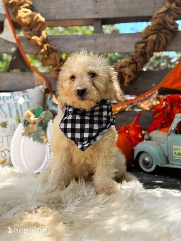 Asher – Goldendoodle puppy for sale in Norman, OK