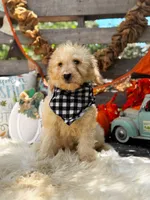 Asher, a male Goldendoodle for sale in Norman, OK – 1 of 3