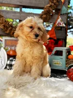 Bailey, a female Goldendoodle for sale in Norman, OK – 3 of 3