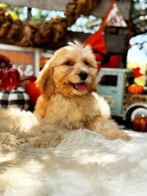 Bailey – Goldendoodle puppy for sale in Norman, OK