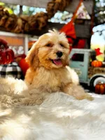 Bailey, a female Goldendoodle for sale in Norman, OK – 1 of 3