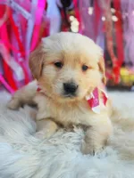 Teddy, a male Golden Retriever for sale in Norman, OK – Photo 3 of 3