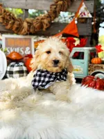 Asher, a male Goldendoodle for sale in Norman, OK – 2 of 3