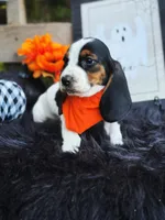Huck, a male Basset Hound for sale in Norman, OK – Photo 1 of 3