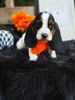 Huck, a male Basset Hound for sale in Norman, OK – Photo 3 of 3