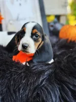 Huck, a male Basset Hound for sale in Norman, OK – Photo 2 of 3