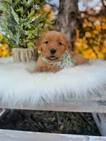 AKC Tucker, a male Golden Retriever for sale in Norman, OK – Photo 2 of 3
