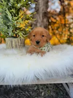 AKC Tucker, a male Golden Retriever for sale in Norman, OK – Photo 1 of 3