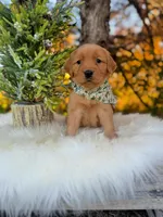 AKC Tucker, a male Golden Retriever for sale in Norman, OK – Photo 3 of 3