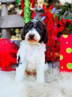 processed/ba0ac1ce-7e75-480d-82d1-0ad382b651bd/listing/a5aa6809-6737-42b8-a1bf-4e84802ee5dc/a70f1990-8f39-4cda-a1e6-0e8906cbb3ff