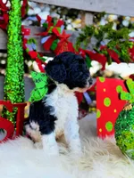 Grace, a female Poodle - Standard  for sale in Norman, OK – Photo 3 of 3