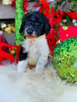 Grace, a female Poodle - Standard  for sale in Norman, OK – Photo 1 of 3