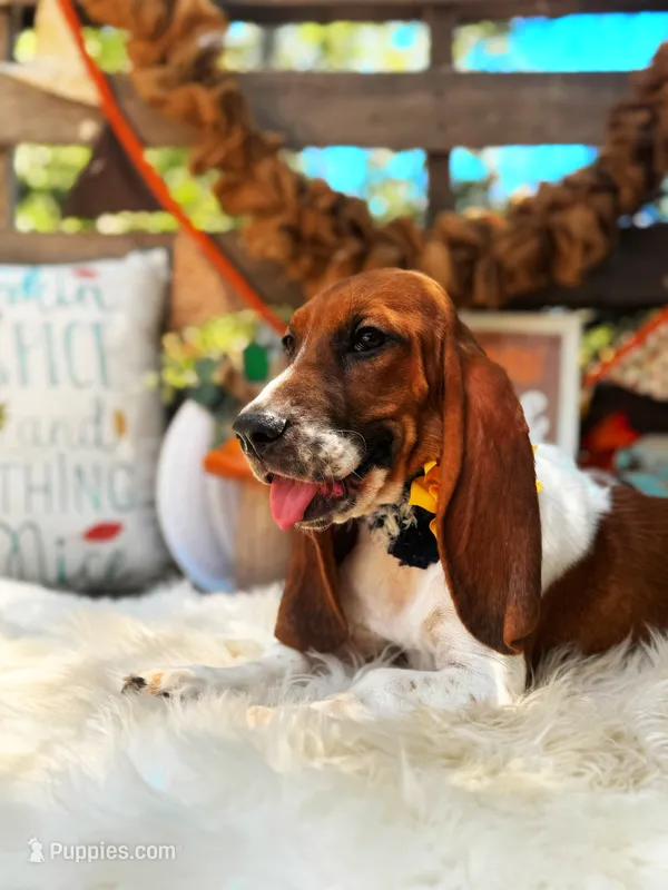 Sidney – Basset Hound puppy for sale in Norman, OK