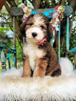 Willow, a female Bernedoodle for sale in Norman, OK – Photo 2 of 4