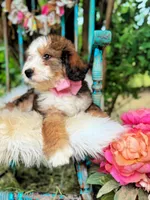 Willow, a female Bernedoodle for sale in Norman, OK – Photo 3 of 4