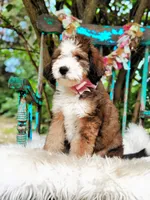 Willow, a female Bernedoodle for sale in Norman, OK – Photo 4 of 4