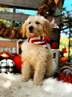 Buddy, a male Goldendoodle for sale in Norman, OK – 3 of 3