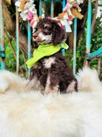Oliver, a male Poodle - Standard  for sale in Norman, OK – Photo 1 of 4