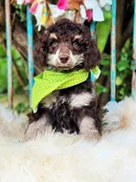 Oliver, a male Poodle - Standard  for sale in Norman, OK – Photo 4 of 4