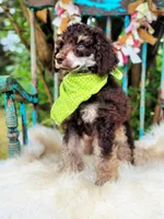 Oliver, a male Poodle - Standard  for sale in Norman, OK – Photo 3 of 4
