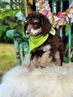 Oliver, a male Poodle - Standard  for sale in Norman, OK – Photo 2 of 4