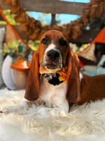 Sidney, a female Basset Hound for sale in Norman, OK – 2 of 3