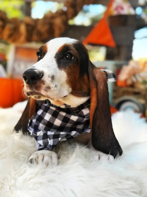 Walter – Basset Hound puppy for sale in Norman, OK