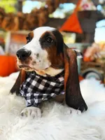 Walter, a male Basset Hound for sale in Norman, OK – 1 of 3