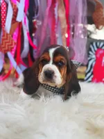 processed/ba0ac1ce-7e75-480d-82d1-0ad382b651bd/listing/c7a029e5-6a72-4b31-a306-9ee0213c61ce/566262a0-6f47-4be2-aa51-f09fceb31192