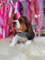 processed/ba0ac1ce-7e75-480d-82d1-0ad382b651bd/listing/c7a029e5-6a72-4b31-a306-9ee0213c61ce/ebd5daf6-d5d7-440b-bb41-d7cd652a6a00