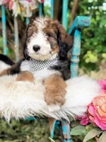 Scout, a male Bernedoodle for sale in Norman, OK – Photo 2 of 4
