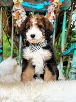 Scout, a male Bernedoodle for sale in Norman, OK – Photo 1 of 4