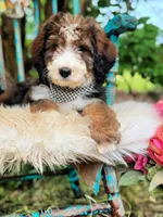 Scout, a male Bernedoodle for sale in Norman, OK – Photo 4 of 4