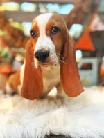Millie, a female Basset Hound for sale in Norman, OK – 1 of 4