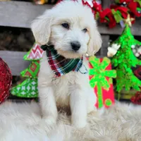 Cooper, a male Goldendoodle for sale in Norman, OK – Photo 3 of 3