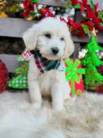 Cooper, a male Goldendoodle for sale in Norman, OK – Photo 3 of 3