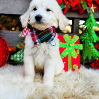 Cooper, a male Goldendoodle for sale in Norman, OK – Photo 2 of 3