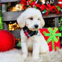 Cooper, a male Goldendoodle for sale in Norman, OK – Photo 1 of 3