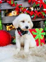 Cooper, a male Goldendoodle for sale in Norman, OK – Photo 1 of 3