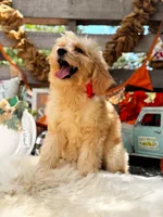 Bailey, a female Goldendoodle for sale in Norman, OK – 2 of 3