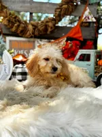 Abby, a female Goldendoodle for sale in Norman, OK – 2 of 3
