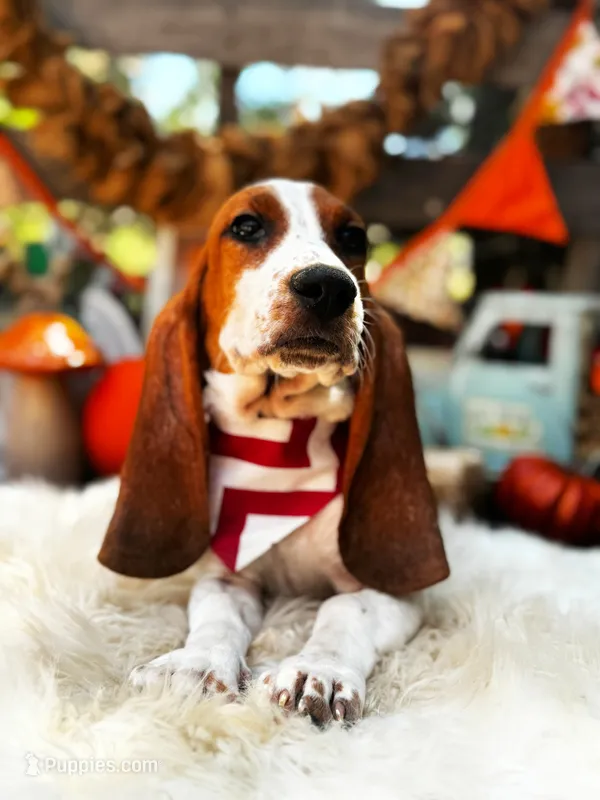 Fred – Basset Hound puppy for sale in Norman, OK