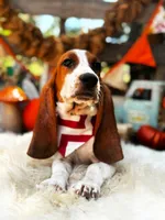 Fred, a male Basset Hound for sale in Norman, OK – 1 of 3